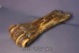 揭秘江湖骗局-真虎骨到底长什么样？地摊上假虎骨是怎么制成的？视频封面