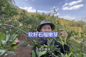 软籽石榴嫩芽很多，但是不能盲目采摘要看清楚花芽视频封面