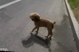 三条腿的泰迪依然跑的很自信视频封面