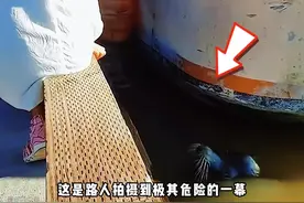 这是极其危险的一幕，因乱投喂海豹误吞木头，性情突变袭击小女
