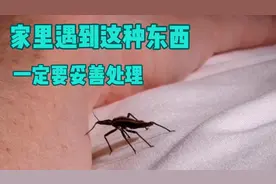家里遇到这种虫子，一定要用纸巾包好在处理掉，否则后果难以想象