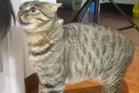 狸花猫的天敌是小姨，又怂又爱撩视频封面