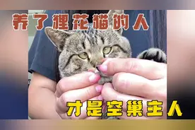 原来养了狸花猫的人，才是真正的空巢主人！