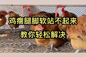 不管养什么鸡，脚软瘸腿站不起来，教你轻松解决
