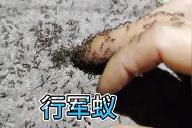 瞬间爬满，感受一下双节行军蚁的强悍