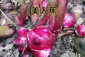 美人蕉的块茎被称为“旱藕”，食用与药用价值非常高