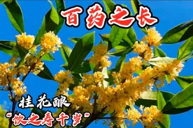 桂花泡茶饮，除口臭，养胃，保护眼睛。桂花酿“饮之寿千岁”。