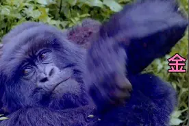 世界上最大的猩猩：金刚视频封面