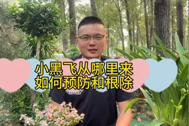 家里的小黑飞到底从哪里来？如何预防和根除？#小黑飞 #干货分享