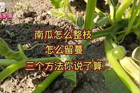 南瓜怎么整枝？留几个分蔓？三个方法自己随便选视频封面