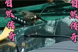 小黑白鸟每晚上都飞出来自由活动一会