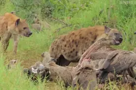 鬣狗与秃鹫一起吃牛肉