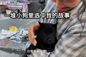 这种五黑狗，价格是普通小狗的好几倍，最后爽快高价把它买下