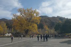大洪山脚下近三千年的银杏王,约有十二层楼高,无数人前往一睹芳容