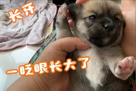 一个多月的小奶狗变化太大啦，从小小的一只，一眨眼就长大了