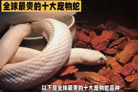 全球最贵十大宠物蛇：哪种最吸引你视频封面