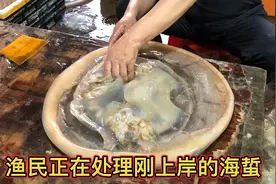 刚刚上岸的海蜇 渔民必须争分夺秒处理好 长见识了
