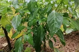 辣椒落叶  黄叶  烂根别慌！只需地里喷一喷？一次就治愈，厉害了视频封面
