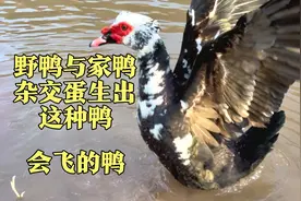 野鸭与家鸭杂交，生出这种鸭来