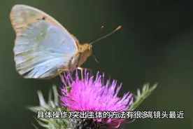 突出被摄主体用对比方法最有效