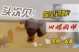 在鱼缸里竟然发现了田螺的卵