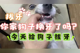 小狗子也是会换牙的，看看小狗的小乳牙吧！