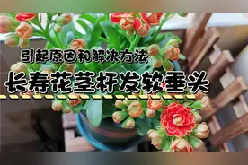 长寿花出现花茎杆发软垂头，是什么原因引起的，该如何改善。