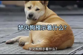 梦见狗预示着什么？视频封面