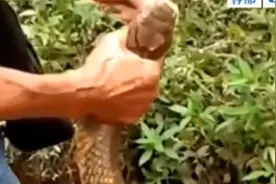 客家人活捉过山峰当场减掉它的毒牙视频封面