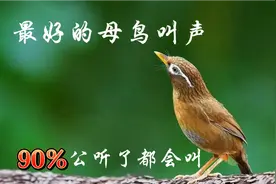 3只高品质母画眉叫声，专治不开口，提性专用，每天都要听一遍