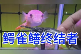 曾经红极一时的鳄雀鳝终于遇到了对手，被各种狗头完虐，沦为食物视频封面