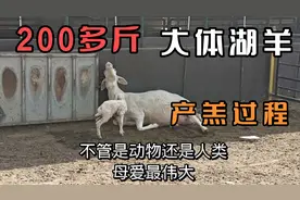 200多斤的大体湖羊产羔全过程，产羔率真是没得说，母爱的伟大