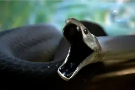 被誉为非洲死神的黑曼巴蛇究竟有多恐怖