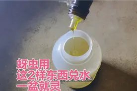 楼顶种菜：青椒长蚜虫不用怕，用厨房的这2样东西兑水，一喷就灵