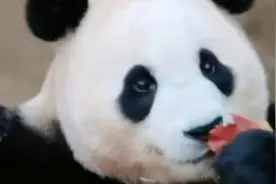 福宝：福宝出关，众“狙击手”失守！福粉炸了：我辣么大的猪丢了视频封面