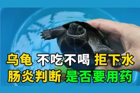 乌龟不吃不喝拒下水怎么办，肠炎如何判断是否用药，这样做可自愈