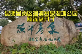 昆明呈贡区渔浦寒泉湿地公园睡莲盛开了