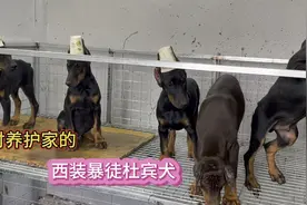 农村养殖户家里的精品杜宾都很漂亮，毛色非常好大宽胸体型也好看