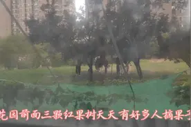 小区内种的红果树熟了天天有好多人带着孩子老老少少摘果子视频封面