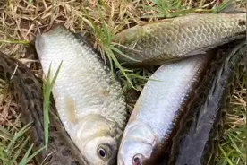 水库放水捞鱼视频封面