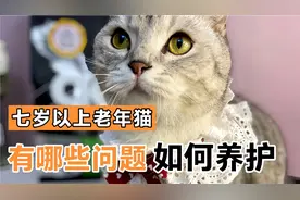 老年猫咪，常见问题有哪些？应该如何养护呢？
