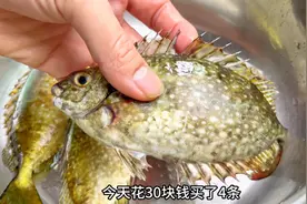 养殖比野生贵的鱼：泥猛鱼，30块买4条，分享一看就会潮汕做法视频封面