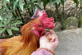 大公鸡的歪冠挡住眼睛影响干饭，必须狠下心给它理发了