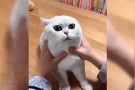 盘点那些被玩坏的猫咪，用猫语翻译器挑衅猫咪，遭到它的疯狂攻击