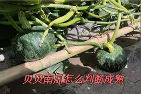 如何判断贝贝南瓜成熟了？瓜结得太多，南瓜架被压垮了