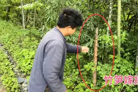 把两个不同的竹笋嫁接在一起 他们能长出新竹子出来吗 让大家看看视频封面