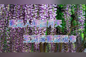 适合老年人观赏拍照玉渊潭公园紫藤瀑布太美啦！手机一举都是大片视频封面