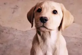 狗狗是世界上最忠诚的动物视频封面