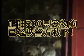 正阳500只宠物狗被警方救下全过程！