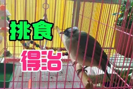 白头翁幼鸟挑食不吃虫子，主人只用了一招，便让鸟宝连吃几条